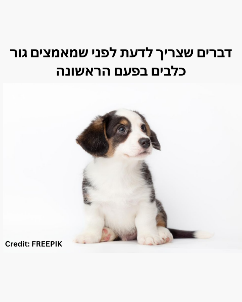 דברים שצריך לדעת לפני שמאמצים גור כלבים בפעם הראשונה