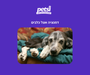 דמנציה אצל כלבים