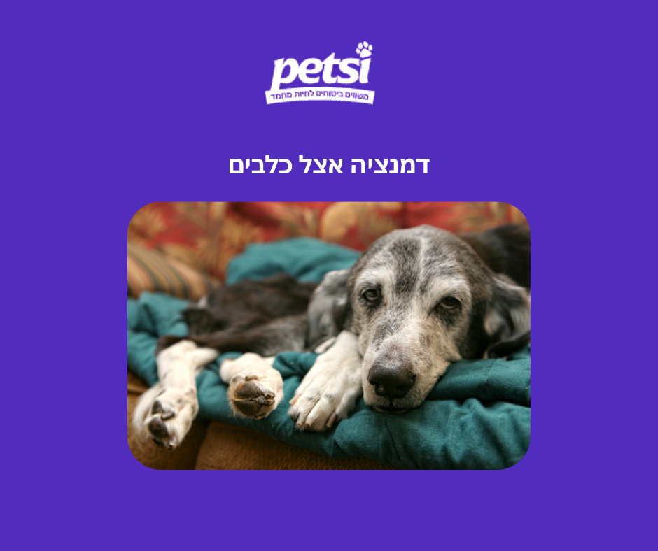 דמנציה אצל כלבים