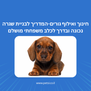 חינוך ואילוף גורים