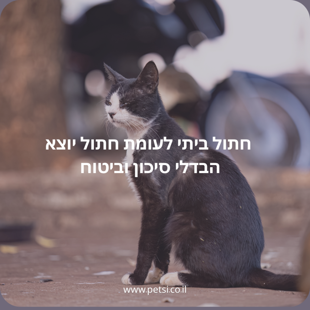 חתול ביתי לעומת חתול יוצא - הבדלי סיכון וביטוח