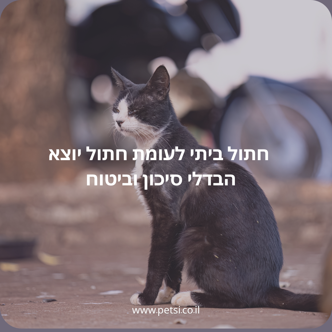 חתול ביתי לעומת חתול יוצא - הבדלי סיכון וביטוח