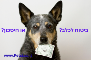 ביטוח לכלב או חיסכון - בדקנו מה באמת משתלם לבעלי כלבים
