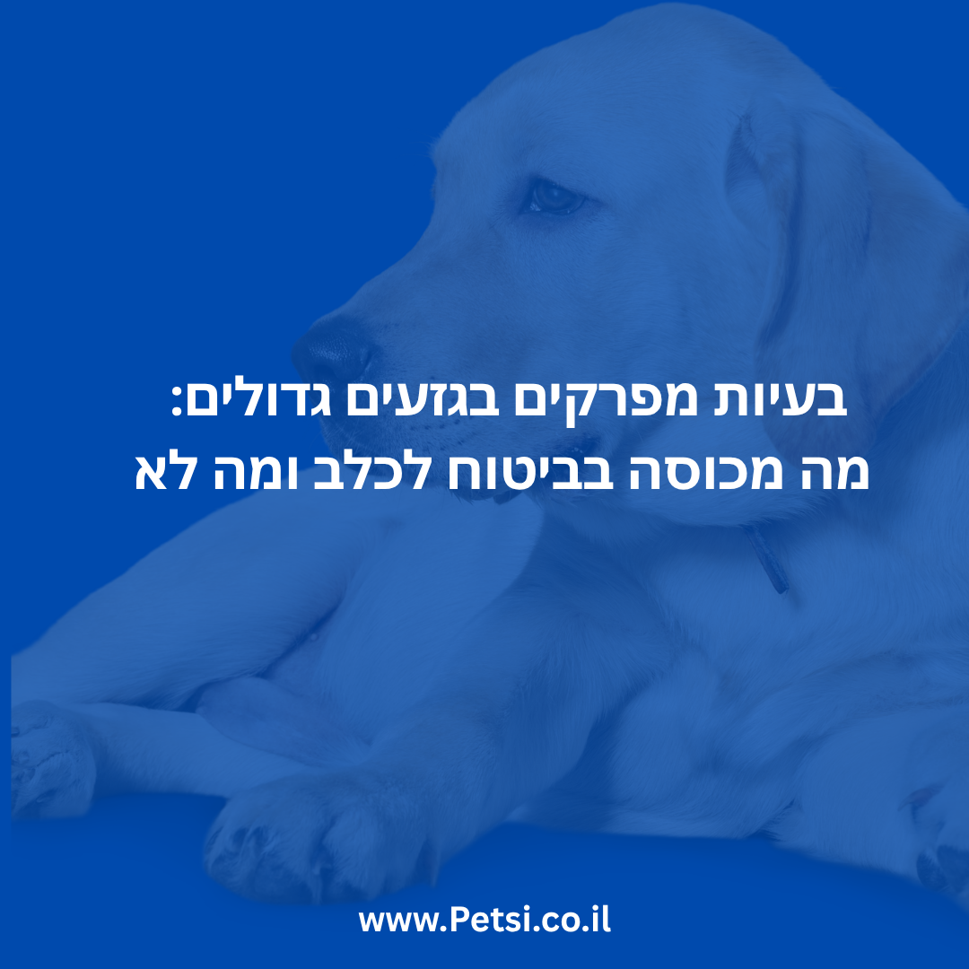 בעיות מפרקים בגזעים גדולים מה מכוסה בביטוח לכלב ומה לא