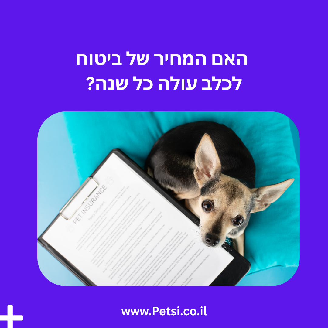 האם המחיר של ביטוח לכלב עולה כל שנה?
