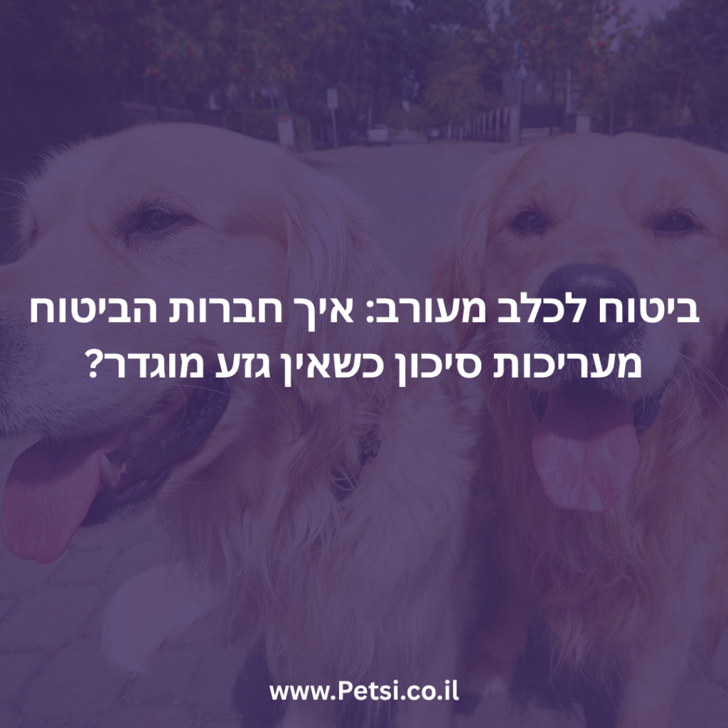 ביטוח לכלב מעורב: איך חברות הביטוח מעריכות סיכון כשאין גזע מוגדר?