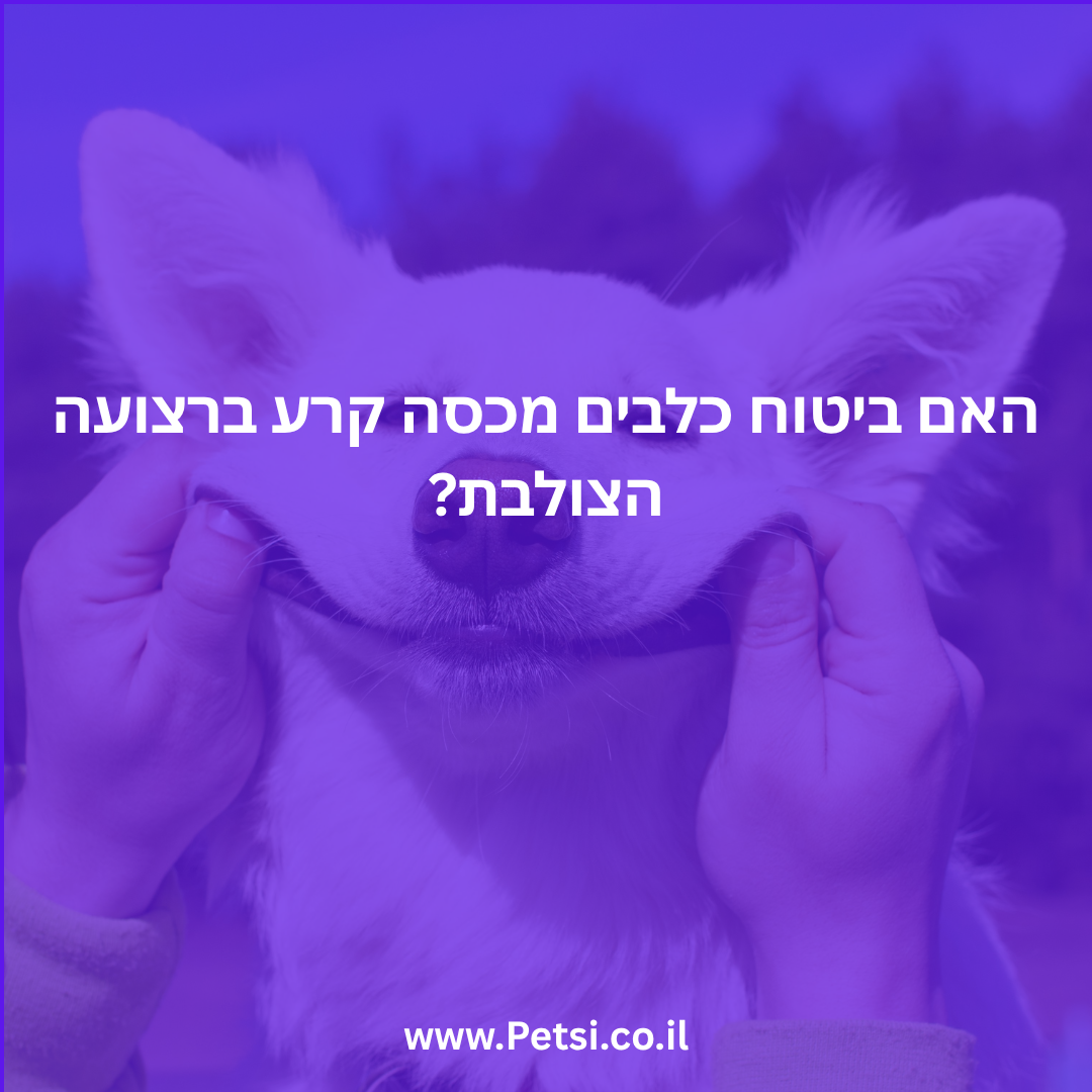 האם ביטוח כלבים מכסה קרע ברצועה הצולבת?