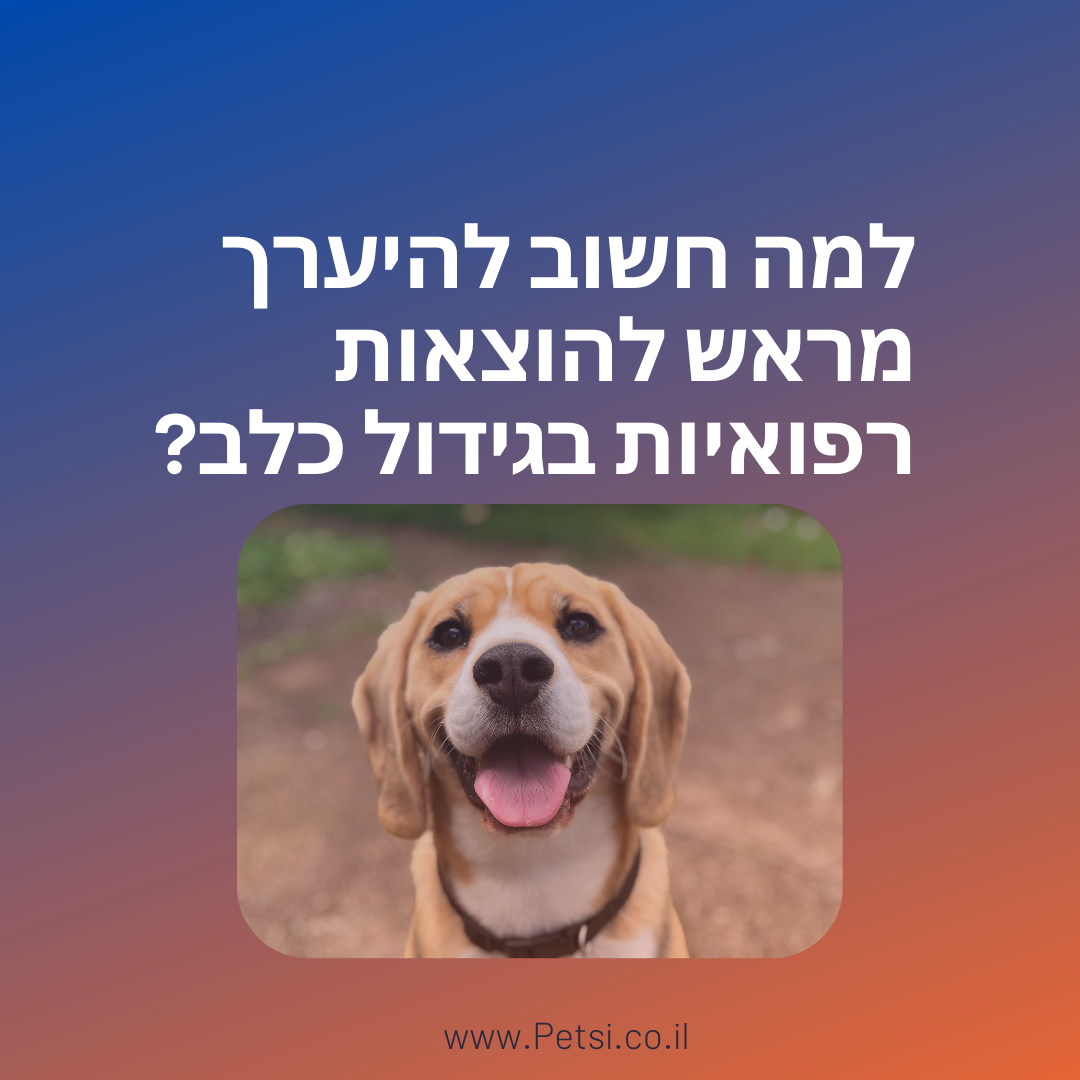 למה חשוב להיערך מראש להוצאות רפואיות בגידול כלב?
