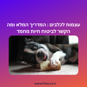 עצמות לכלבים : המדריך המלא ומה הקשר לביטוח חיות מחמד