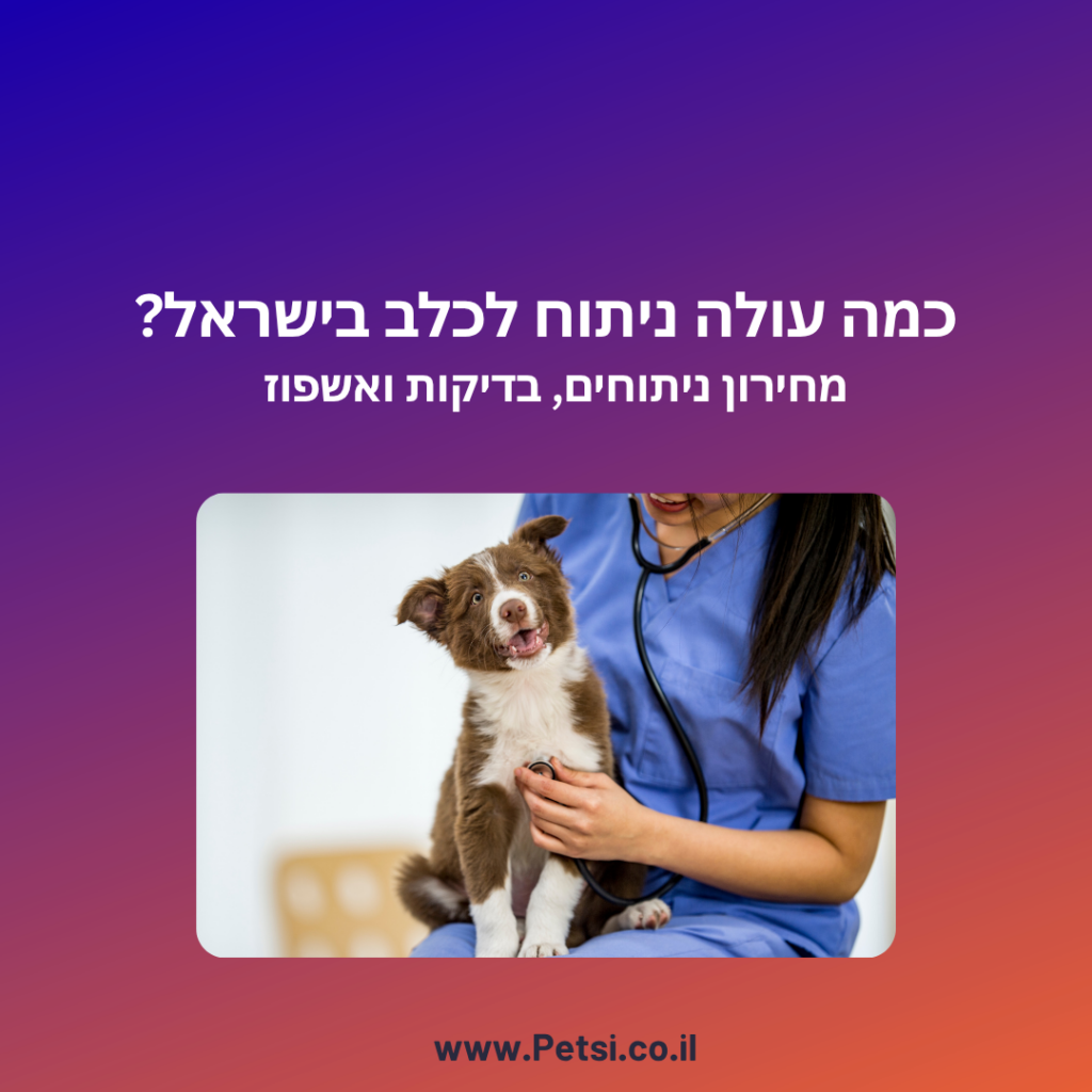 כמה עולה ניתוח לכלב בישראל - וטרינרית בודקת כלב